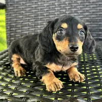 Dirk, a male Dachshund for sale in Ligonier, IN – 3 of 6