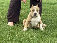 Faye, a female American Bully for sale in Ligonier, IN – 8 of 10