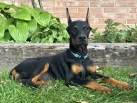 Bianca, a female Doberman Pinscher for sale in Ligonier, IN – 4 of 5
