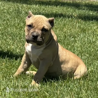Flora – American Bully puppy for sale in Ligonier, IN