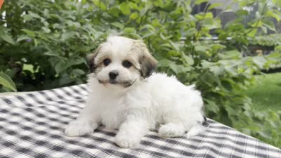 Belle, a female Havapoo for sale in Ligonier, IN – 5 of 5