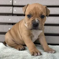Glory, a female American Bully for sale in Ligonier, IN – 3 of 4