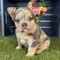 Grace, a female French Bulldog for sale in Ligonier, IN – 2 of 5