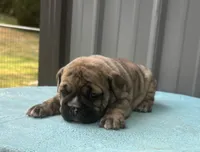 Nikki, a female English Bulldog and Olde English Bulldogge for sale in Ligonier, IN – 2 of 4