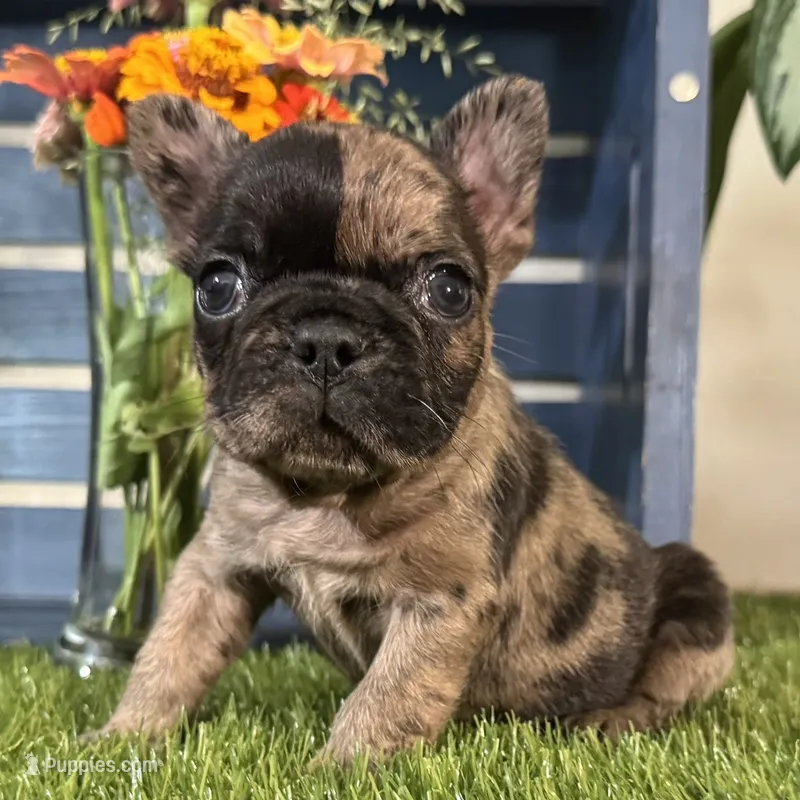 Hank – French Bulldog puppy for sale in Ligonier, IN
