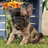 Hank, a male French Bulldog for sale in Ligonier, IN – 1 of 4