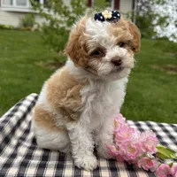 Harmony , a female Poodle - Toy  for sale in Ligonier, IN – 4 of 5