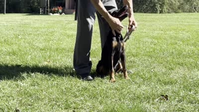 Amika, a male Doberman Pinscher for sale in Ligonier, IN – 5 of 5