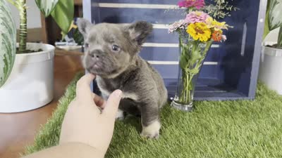 Gabbie, a female French Bulldog for sale in Ligonier, IN – 5 of 5