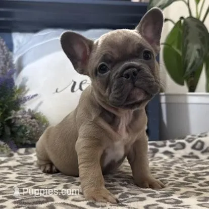 Fancy – French Bulldog puppy for sale in Ligonier, IN