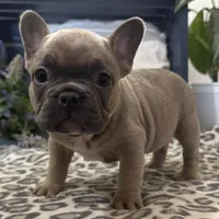 Fancy, a male French Bulldog for sale in Ligonier, IN – Photo 3 of 5