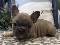Fancy, a male French Bulldog for sale in Ligonier, IN – Photo 4 of 5