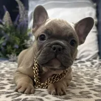 Fancy, a male French Bulldog for sale in Ligonier, IN – Photo 2 of 5