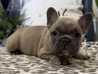 Fancy, a male French Bulldog for sale in Ligonier, IN – Photo 5 of 5