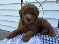 Theo, a male Poodle - Miniature  for sale in Ligonier, IN – 3 of 5