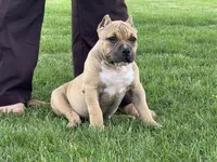Flora, a female American Bully for sale in Ligonier, IN – 3 of 7