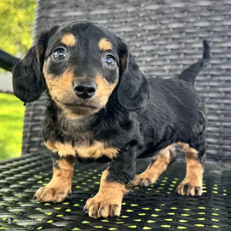 Dirk – Dachshund puppy for sale in Ligonier, IN