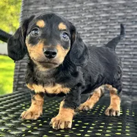 Dirk, a male Dachshund for sale in Ligonier, IN – 1 of 6