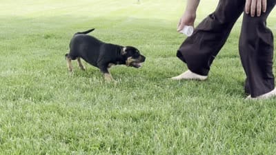 Gia, a female American Bully for sale in Ligonier, IN – 3 of 3