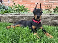 Achilles, a male Doberman Pinscher for sale in Ligonier, IN – 5 of 6