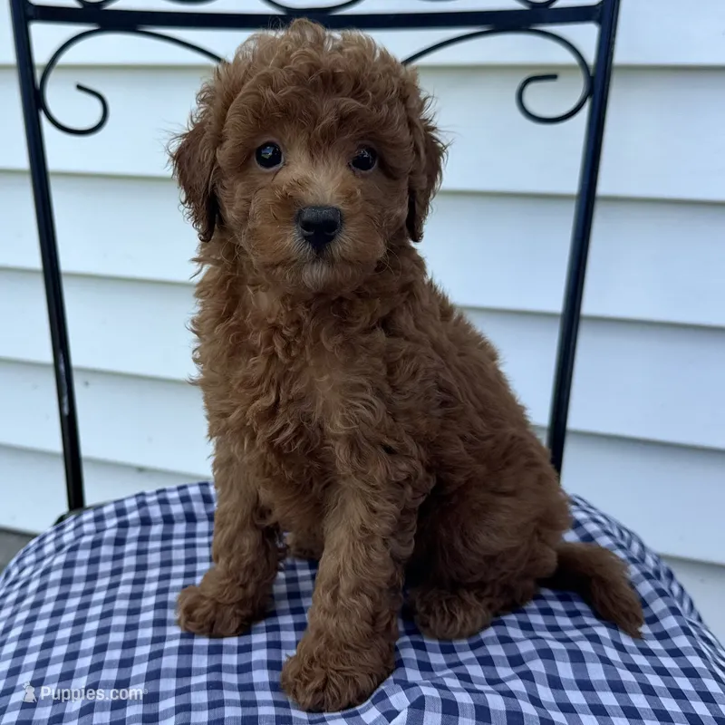 Theo – Poodle - Miniature  puppy for sale in Ligonier, IN