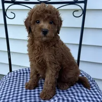 Theo, a male Poodle - Miniature  for sale in Ligonier, IN – 1 of 5