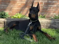 Vick, a male Doberman Pinscher for sale in Ligonier, IN – Photo 6 of 9