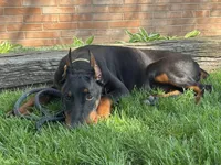 Vick, a male Doberman Pinscher for sale in Ligonier, IN – Photo 7 of 9