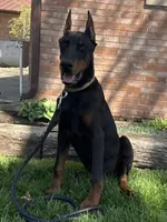 Vick, a male Doberman Pinscher for sale in Ligonier, IN – Photo 3 of 9