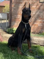 Vick, a male Doberman Pinscher for sale in Ligonier, IN – Photo 4 of 9