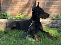 Vick, a male Doberman Pinscher for sale in Ligonier, IN – Photo 9 of 9