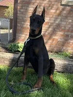 Vick, a male Doberman Pinscher for sale in Ligonier, IN – Photo 2 of 9