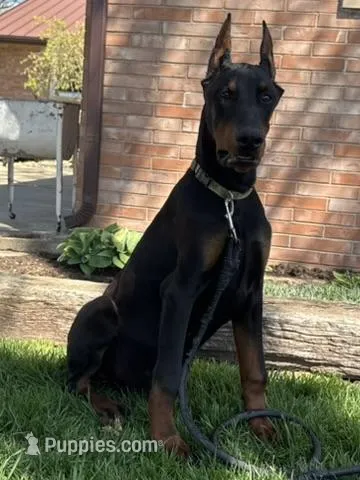 Vick – Doberman Pinscher puppy for sale in Ligonier, IN