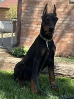 Vick, a male Doberman Pinscher for sale in Ligonier, IN – Photo 1 of 9