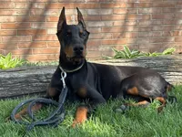 Vick, a male Doberman Pinscher for sale in Ligonier, IN – Photo 5 of 9
