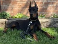 Vick, a male Doberman Pinscher for sale in Ligonier, IN – Photo 8 of 9