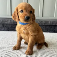 Ryder, a male Irish Doodle for sale in Ligonier, IN – 3 of 5