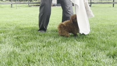 Titus , a male Poodle - Miniature  for sale in Ligonier, IN – 5 of 5