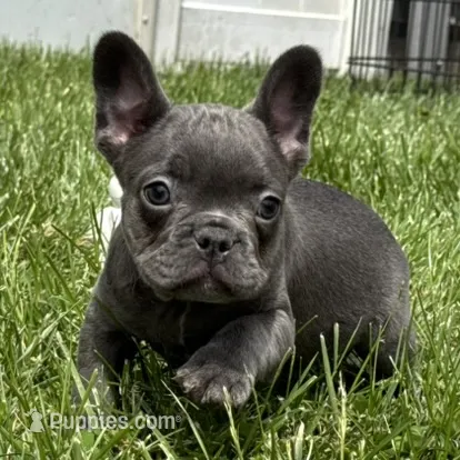 Flynn – French Bulldog puppy for sale in Ligonier, IN