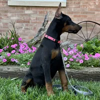 Zelda, a female Doberman Pinscher for sale in Ligonier, IN – 2 of 6