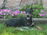 Zuri, a female Doberman Pinscher for sale in Ligonier, IN – 4 of 5