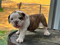 Lily , a female English Bulldog and Olde English Bulldogge for sale in Ligonier, IN – 4 of 4