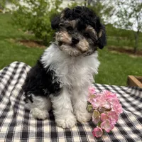 Hans, a male Poodle - Toy  for sale in Ligonier, IN – 3 of 6