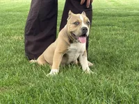 Faye, a female American Bully for sale in Ligonier, IN – 4 of 10