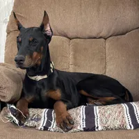 Vespa, a female Doberman Pinscher for sale in Ligonier, IN – Photo 3 of 4