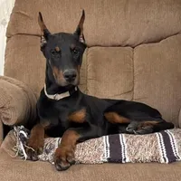 Vespa, a female Doberman Pinscher for sale in Ligonier, IN – Photo 1 of 4