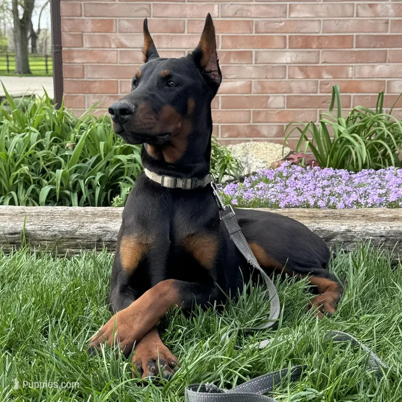 Vespa – Doberman Pinscher puppy for sale in Ligonier, IN