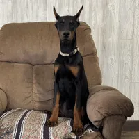 Vespa, a female Doberman Pinscher for sale in Ligonier, IN – Photo 4 of 4