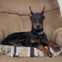 Vespa, a female Doberman Pinscher for sale in Ligonier, IN – Photo 2 of 4