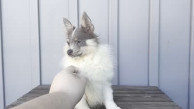 Arctic, a male Pomeranian for sale in Ligonier, IN – 3 of 4